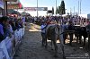 106 Fiera Zootecnica di Serina 2019